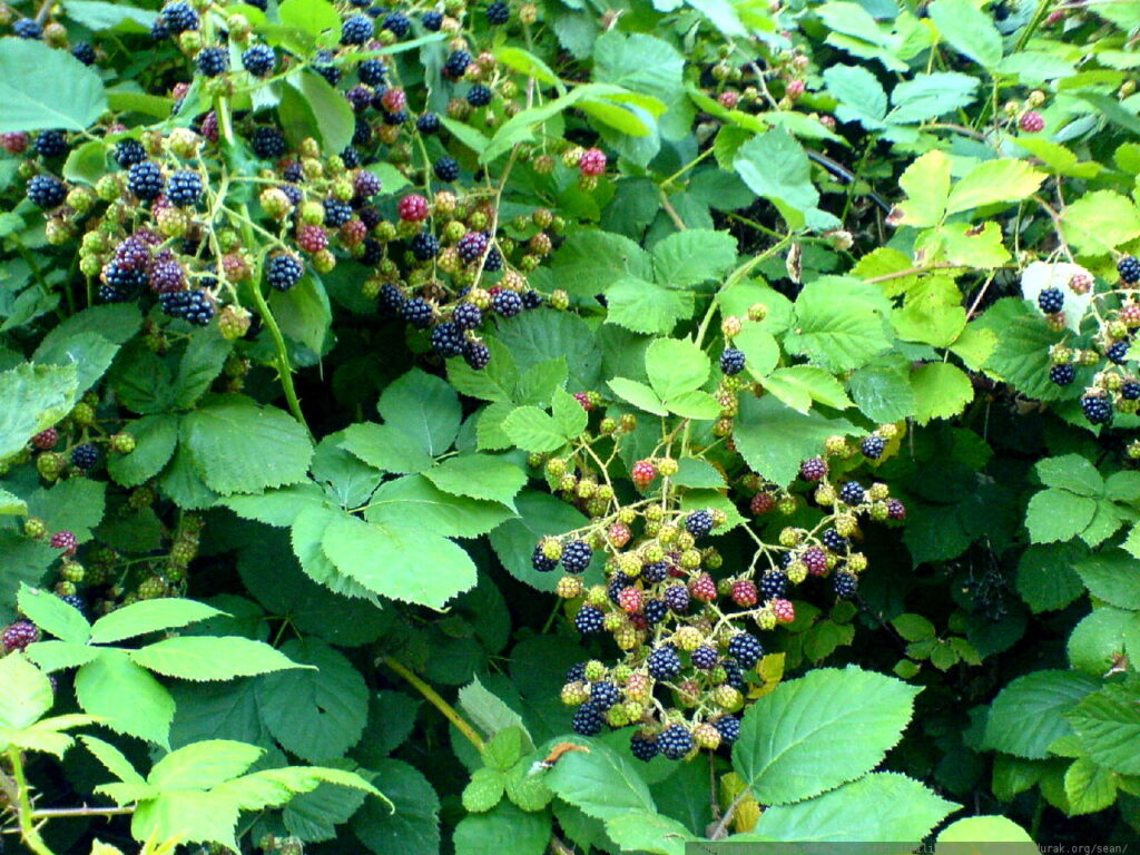 bush with blackberries