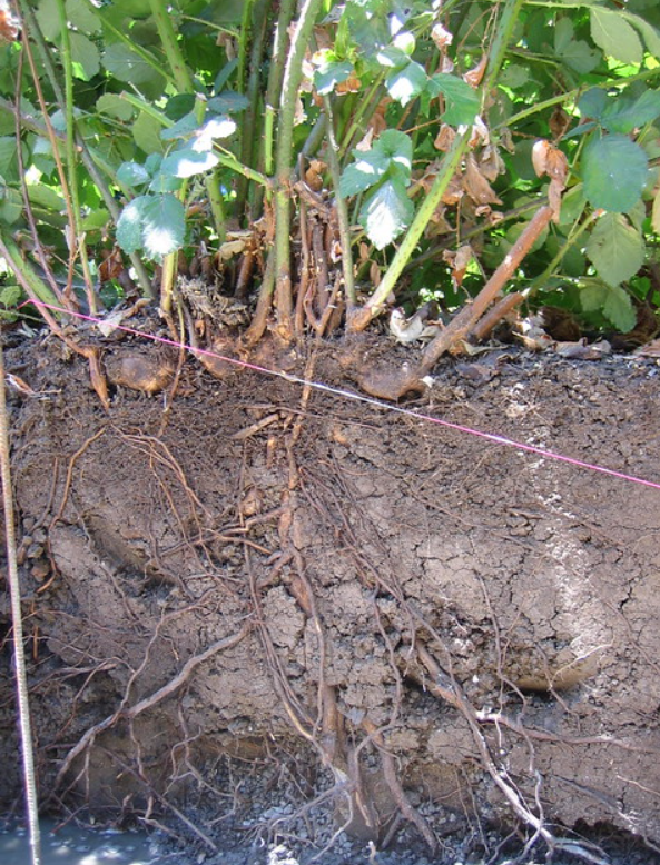 Roots of a blackberry plant